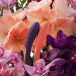 Lelo - Boomerang App Dual-Ended Vibrator - Purple  photo-5
