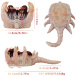 FAAK - Soul Embracer Masturbator - Flesh/Red 照片-12