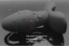 UTOO - 天鵝絨震動器肛門插頭1 照片-4