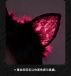 Drywell - A01 Kitty Lace Ears - Black photo-3