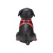 Prowler - Booted Up Bandit Puppy - Black 照片-4