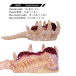 FAAK - Soul Embracer Masturbator - Flesh/Red 照片-13